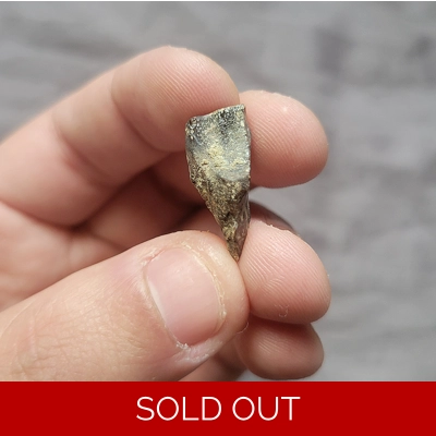 Triceratops Horridus Fossil Dinosaur Shed Tooth Triceratops Horridus Fossil Dinosaur Shed Tooth